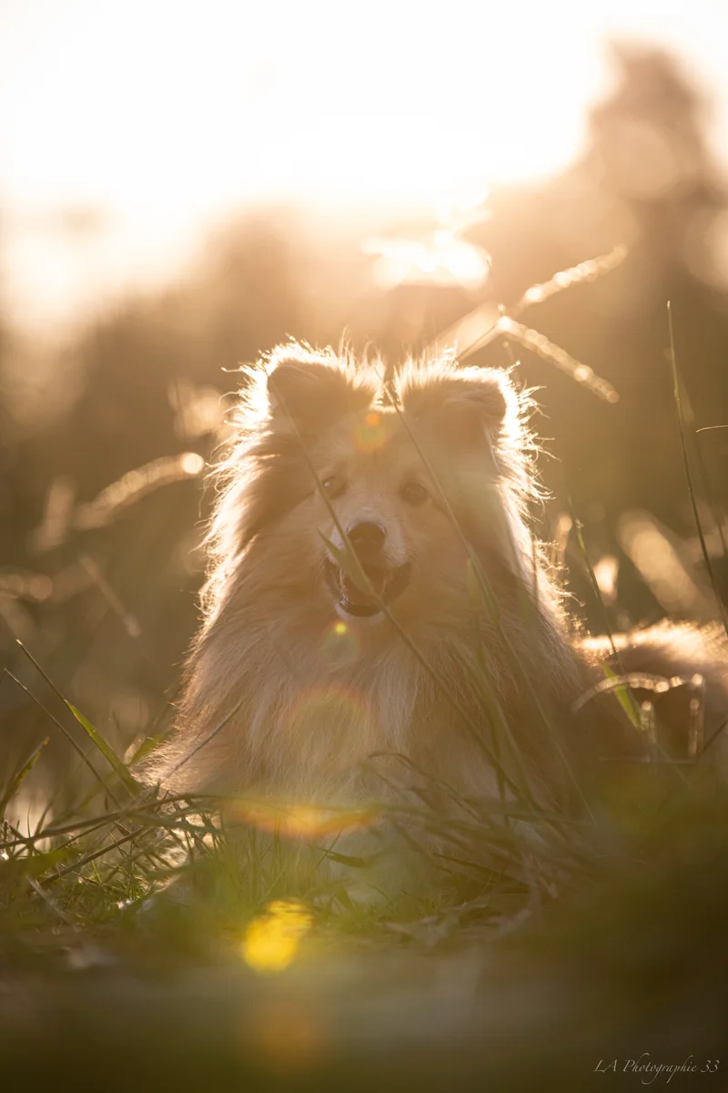 Portrait d'un chien au pelage clair, éclairé en contre-jour avec un bokeh doré en arrière-plan